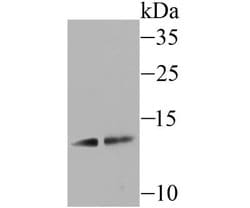 Uteroglobin/SCGB1A1 Antibody (JU34-03), Novus Biologicals 100 &mu;l; Unconjugated:Antibodies,